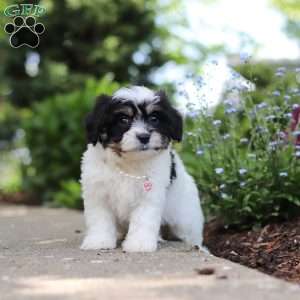 Dory, Cavachon Puppy